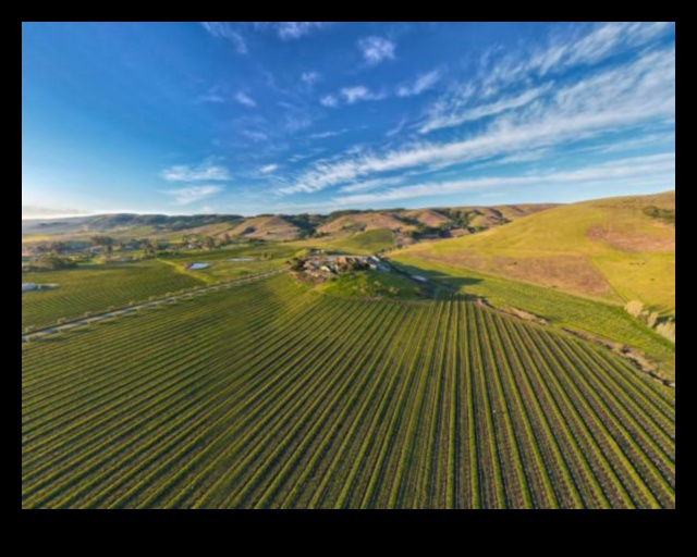 Vineyard Vistas III: Dünya Çapındaki Bağların Sanatını Bir Kez Daha Keşfetmek