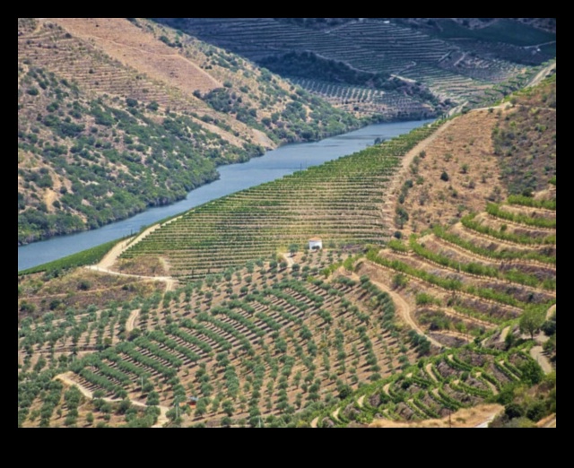 Vineyard Vistas III: Dünya Çapındaki Bağların Sanatını Bir Kez Daha Keşfetmek